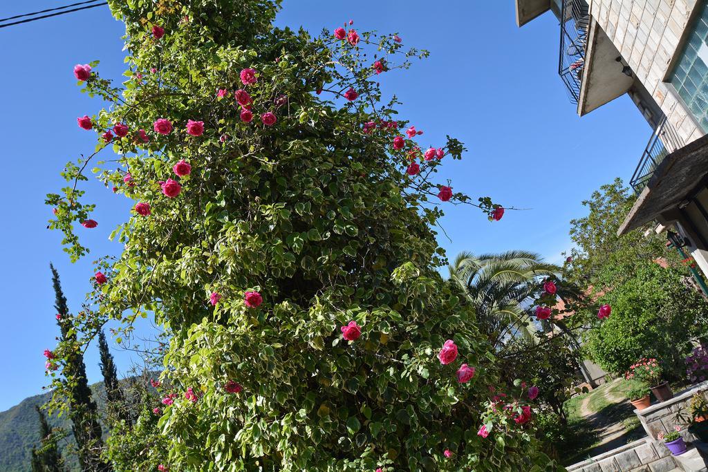 Apartments Dinko Zifra Tivat Luaran gambar